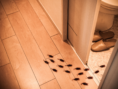 cockroaches in dirty apartment