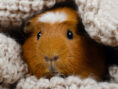 Funny cute guinea pig hiding in a knitted woolen scarf