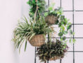 Hanging plants in baskets.
