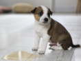 get rid of pet odors
